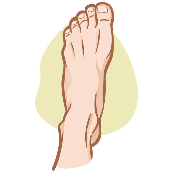 Illustration person, human foot, Caucasian, top view. Ideal for catalogs, informational and institutional guides