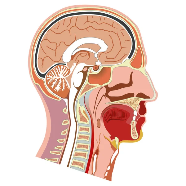 Menselijke Hoofd Interne Anatomie Illustratie Ideaal Voor Trainingsmateriaal Medisch Onderwijs — Stockvector