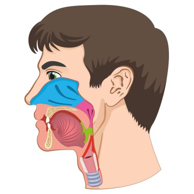 Larynx and pharynx anatomy human head anatomy illustration. Ideal for training materials and medical education clipart