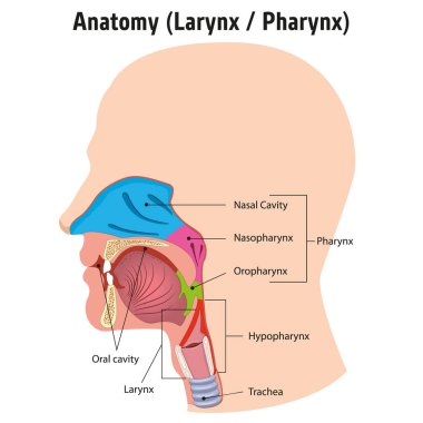 Larynx and internal pharynx anatomy human head, Legend. Ideal for training materials and medical education clipart