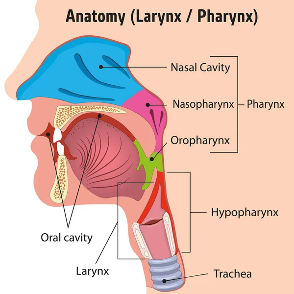 İnsan Gırtlağı ve İç Gırtlak Anatomisi Baş İllüstrasyonu, Close. Eğitim materyalleri ve tıp eğitimi için ideal