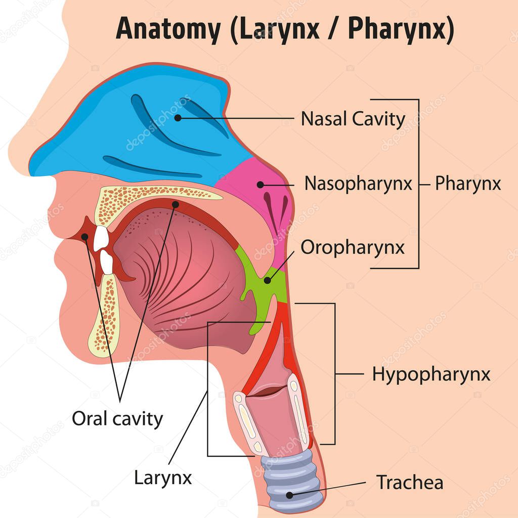 Human Larynx and Internal Pharynx Anatomy Head Illustration, Close. Ideal for training materials and medical education