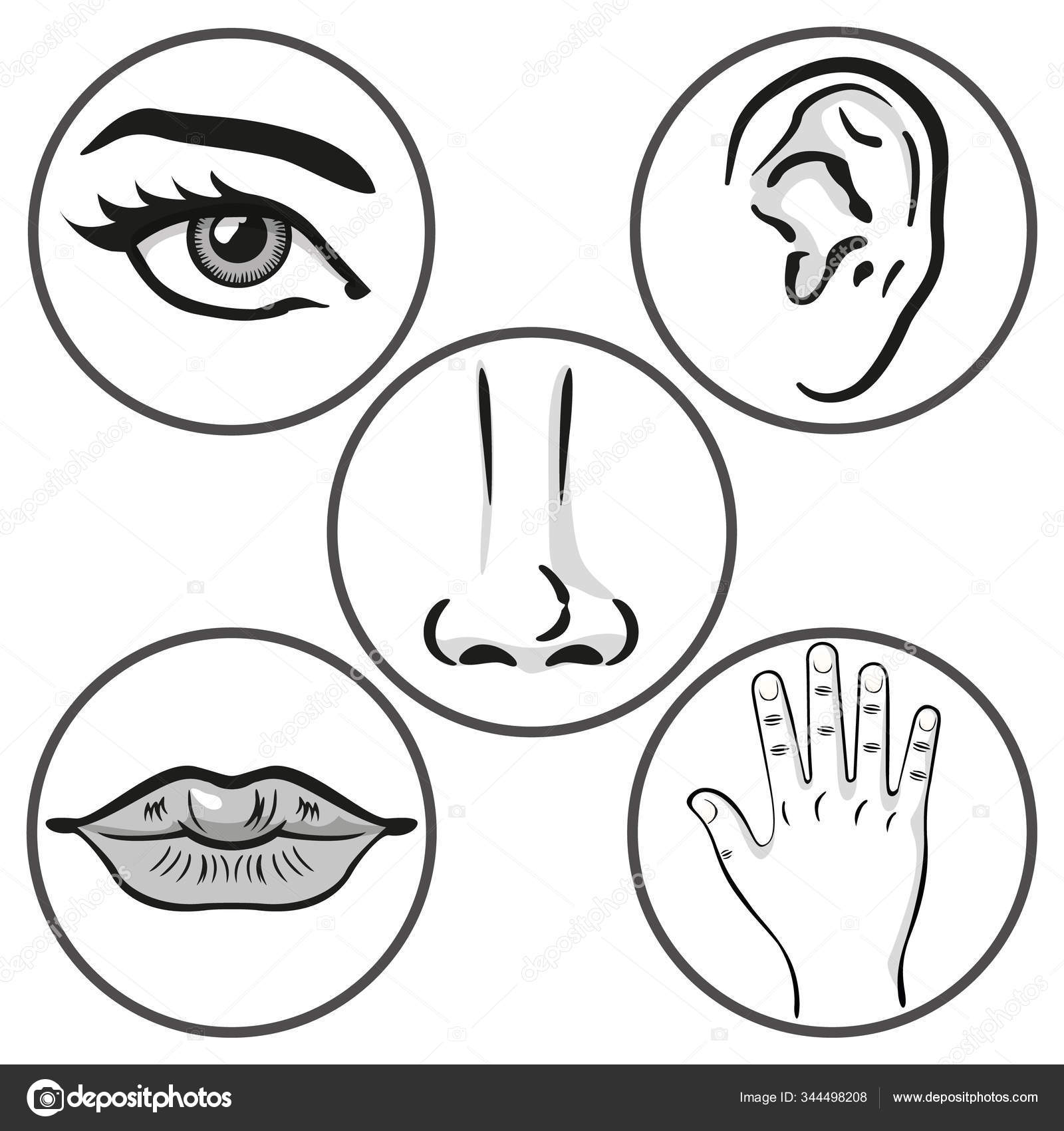 Illustration Close Five Senses Person Art Line Sight Hearing Smell Stock Vector Image By C Lcosmo