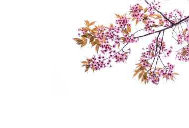 Tayland kiraz çiçeği izole