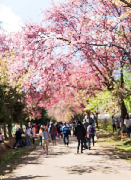 Thailand cherry blossom in Chiangmai — Stock Photo, Image