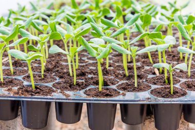 kavun Filiz içinde siyah plastick tepsi