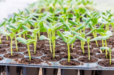kavun Filiz içinde siyah plastick tepsi