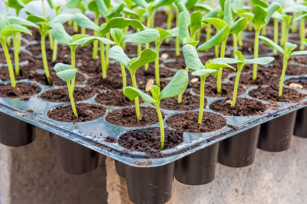 Melon sprout in black plastick tray — Stock Photo, Image