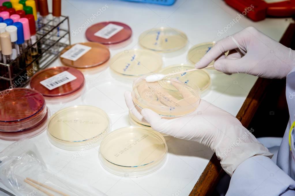 Medical Technologist streak plate for bacteria culture  or identify with biochemical at  microbiology room