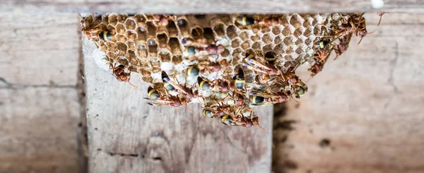 Grupa wasp obejmujące na swoje gniazdo do ochrony od zewnątrz — Zdjęcie stockowe