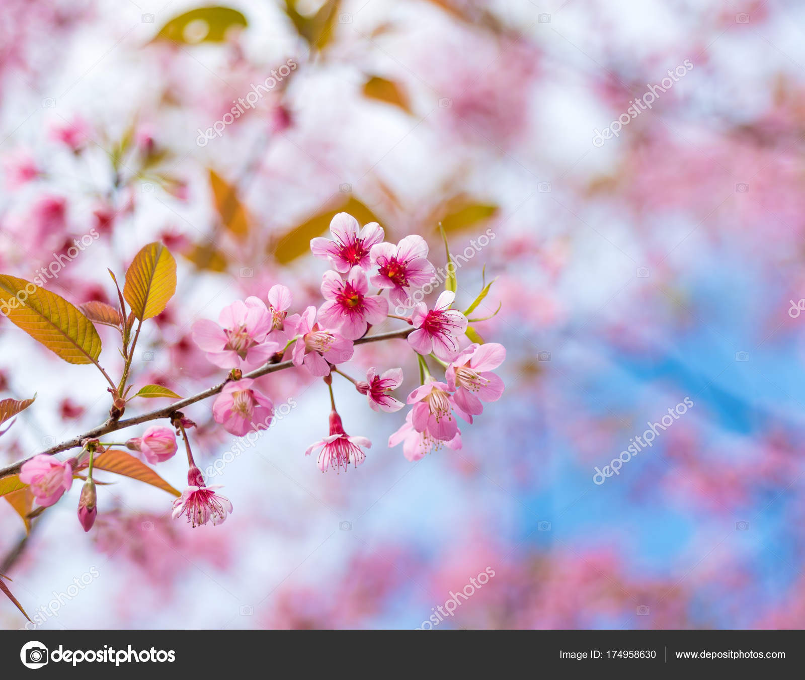Fleurs De Cerisier Ou Sakura Fleur à Chiang Mai Thaïlande