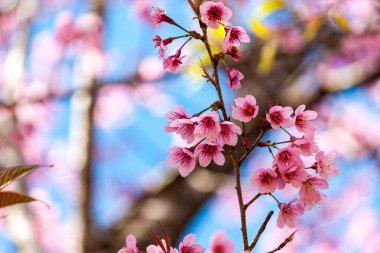 Kiraz çiçekleri veya Sakura çiçek chiang Mai Tayland