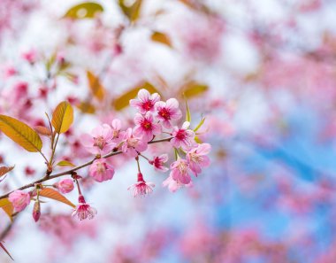 Kiraz çiçekleri veya Sakura çiçek chiang Mai Tayland