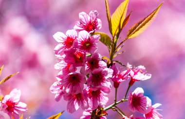 Kiraz çiçekleri veya Sakura çiçek chiang Mai Tayland