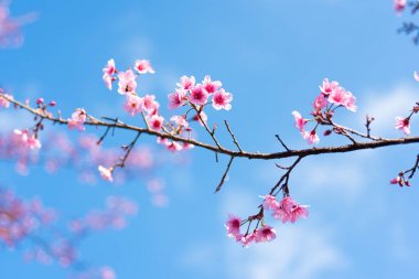 Kiraz çiçekleri veya Sakura çiçek chiang Mai Tayland