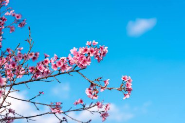 Kiraz çiçekleri veya Sakura çiçek chiang Mai Tayland
