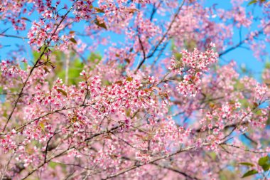 Kiraz çiçekleri veya Sakura çiçek chiang Mai Tayland