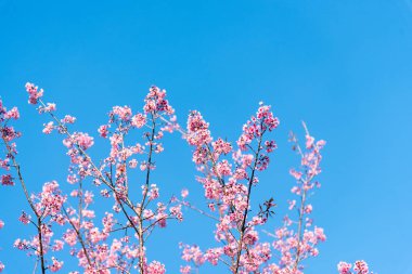Kiraz çiçekleri veya Sakura çiçek chiang Mai Tayland