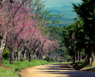 Kiraz çiçekleri veya Sakura çiçek chiang Mai Tayland