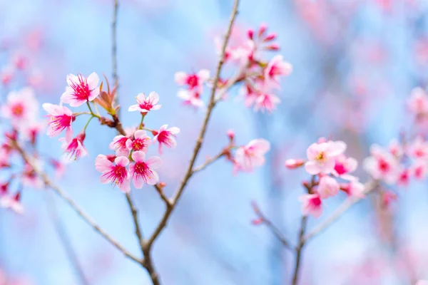 Kiraz çiçekleri veya Sakura çiçek chiang Mai Tayland