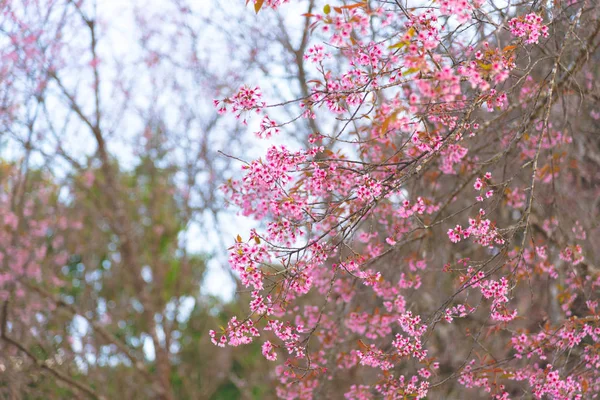 Ανθισμένες κερασιές ή Sakura λουλούδι σε Τσιάνγκ Μάι, Ταϊλάνδη — Φωτογραφία Αρχείου