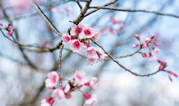 Třešňové květy nebo Sakura květina v chiang mai, Thajsko Royalty Free Stock Obrázky