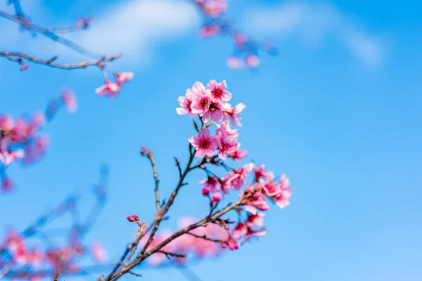 Třešňové květy nebo Sakura květina v chiang mai, Thajsko Stock Snímky