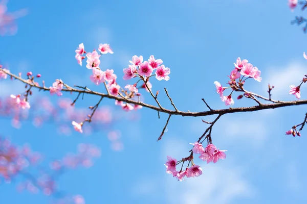 Třešňové květy nebo Sakura květina v chiang mai, Thajsko Stock Obrázky