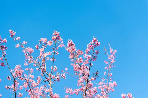 Třešňové květy nebo Sakura květina v chiang mai, Thajsko Royalty Free Stock Fotografie