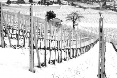 Langhe (alanında Güney Piemonte bölgesi, Kuzey İtalya), tepelik bölgesi Serralunga Köyü (Cuneo eyaletinde) yakınındaki üzüm bağları kış manzarası. Dünya onun değerli şaraplar için ünlü 2014 yılından bu yana Unesco siteleri vardır.