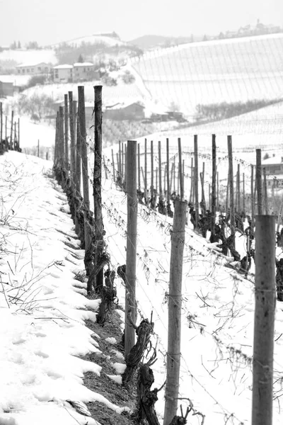 Χειμερινή Άποψη Των Αμπελώνων Στην Λοφώδη Περιοχή Langhe Στην Νότια — Φωτογραφία Αρχείου