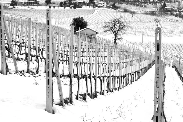 Vue Hiver Sur Les Vignobles Région Vallonnée Langhe Dans Région Photo De Stock