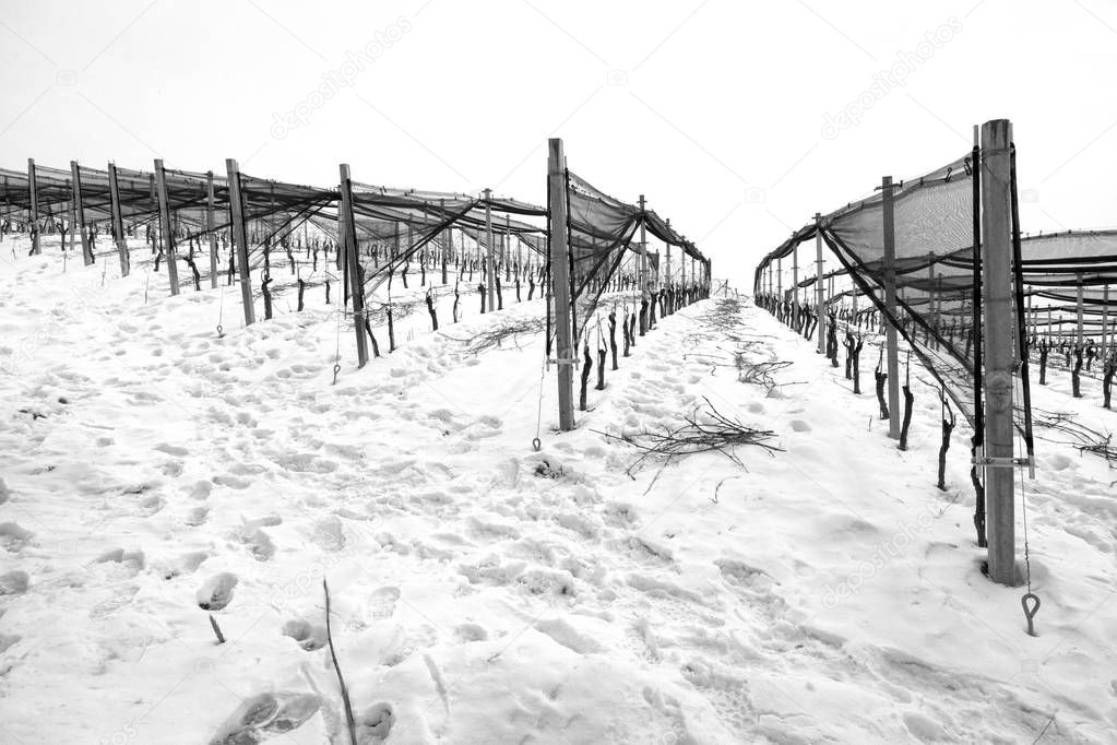 Winter view of vineyards in the hilly region of Langhe (in the southern area of Piemonte Region, Northern Italy), near the village of Serralunga (Cuneo Province). World famous for its valuable wines, are UNESCO sites since 2014.