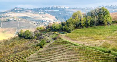 Sonbahar sezonu boyunca Langhe (Piedmont, Kuzey İtalya) yamacındaki dünyaca ünlü Barolo üzüm bağlarının manzarası; bu alan 2014 yılından bu yana Unesco sitesine aday gösterilmiştir..