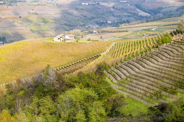 Vue Sur Les Vignobles Barolo Renommée Mondiale Dans Région Vallonnée — Photo