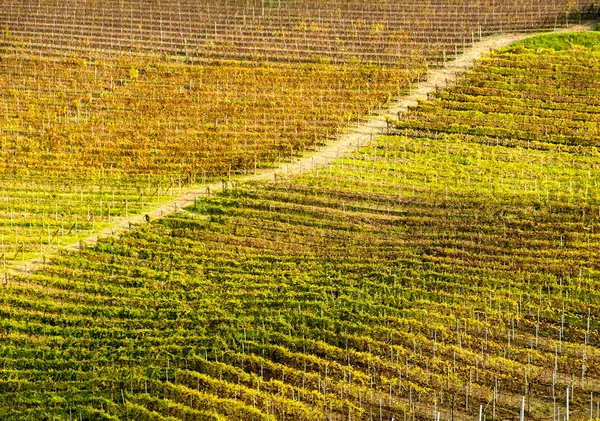 Widok Światowej Sławy Winnic Barolo Pagórkowatym Regionie Langhe Piemont Północne — Zdjęcie stockowe