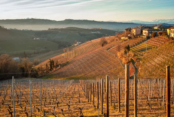 Vineyard Fields Wintertime Hilly Region Langhe Piedmont Northern Italy Unesco — Stock Photo, Image