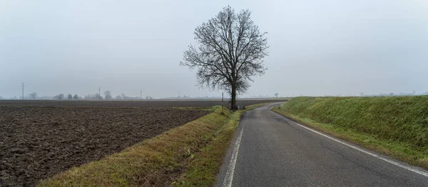 Foggy Winter Wide Panorama Countryside Region Lomellina Lombardy Piedmont Northern — Stock Photo, Image