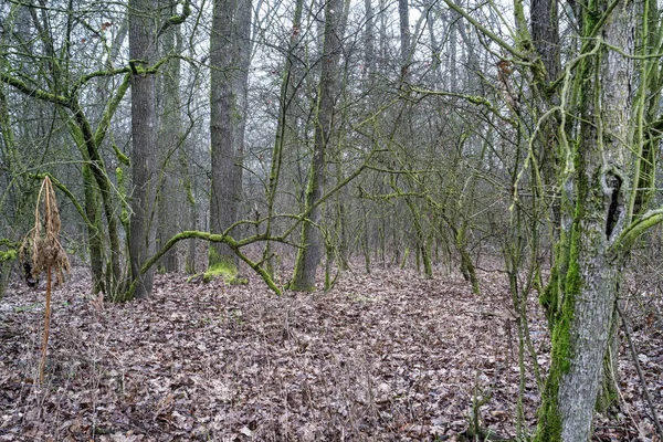 Kleine Wälder Mit Unterholz Das Von Einem Teppich Aus Abgestorbenen — Stockfoto