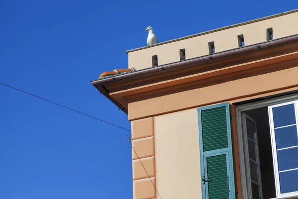 White Seagull Perched Camogli Palace Small Fisherman Village Shores Ligurian — 图库照片