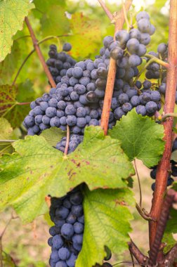 Piedmontese Langhe 'nin (kuzey İtalya) üzüm bağlarında, sonbahar hasadı için hazır üzüm demetleri. Baskıdan ve ahşap fıçılarda uzun bir depodan sonra mükemmel bir Barolo şarabı olacaklar..