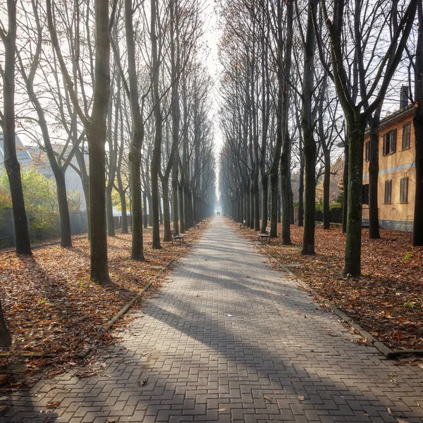 Typical Walkway City Center Mortara Lombardy Northern Italy Lined Trees — Stock Photo, Image