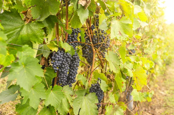 Bunches of grapes ready for the autumn harvest, in the vineyards of the Piedmontese Langhe (northern Italy). After pressing and a long storage in wooden barrels, they will become an excellent Barolo wine.