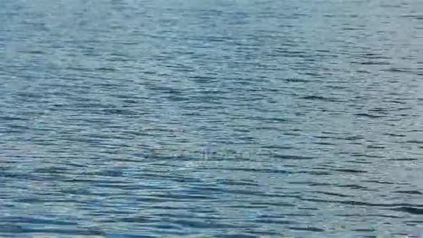 Wateroppervlak van zee of meer of Oceaan lus close-up. Nadenken over water rimpelingen van de zon. Abstract blauw water rimpel Golf textuur achtergrond vj monster. Zuiverheid verbeelding droom sereniteit meditatie concept — Stockvideo