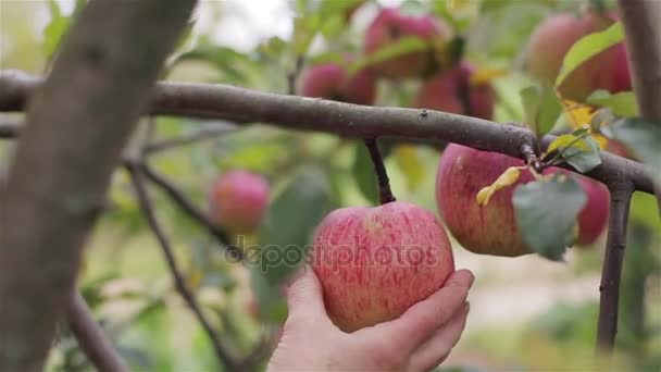 Apfelernte aus nächster Nähe. Bauer Hand dreht reife rote Äpfel, die vom Ast des Baumsporns im Apfelgarten abrollen. Ökologischer Landbau Öko-Lebensmittel aus eigenem Anbau Früchte gesunde Vitamine — Stockvideo