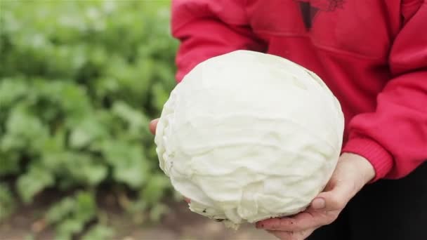 Mani che mostrano il cavolo raccolto da vicino. Farmer donna con le mani sporche tenere e girare intorno cavolo a foglia bianca appena tagliato dal letto del giardino. Eco agricoltura biologica verdura concetto aziendale familiare locale — Video Stock