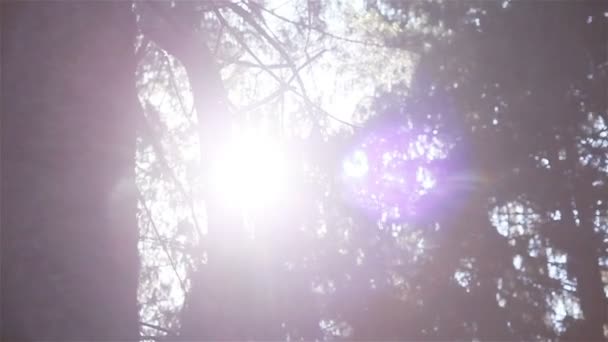 Sluneční světlo prosvítající větvičky a listy stromů v lese ráno zblízka mělké dof. Růžový sluneční paprsek vj prvek vzorku jaro mírné večerní slunce zlaté hodinu pohled zpod pozadí pohybu — Stock video
