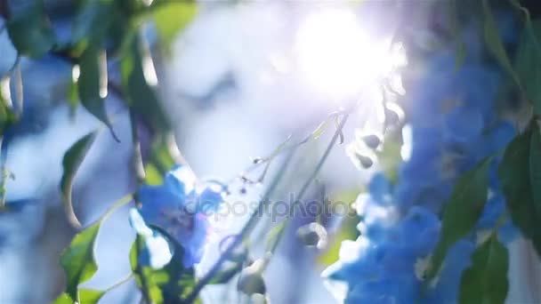 Сонце, що світить крізь блакитні квіти макро крупним планом, неглибока глибина фокусування польової стійки. Тло абстрактного руху — стокове відео