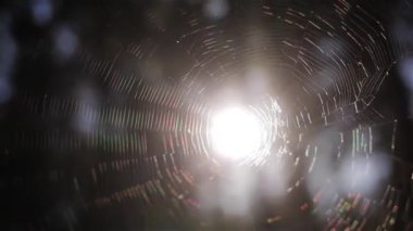 Örümcek web orman arka plan makro güneşte alan sığ derinliği kapatın. Sabah veya akşam güneşi ağaç dalları üzerinde asılı örümcek ağı parlıyor hafif ışık konu gökkuşağı renkleri ile ashramın