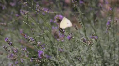 Kelebek lavanta çiçek çayır üzerinde yakın çekim. Beyaz veya sarı lahana kelebek uçmak polen nektarı çiçek açması lavanda Çiçek bahçesinde üzerinden besleme çırpınan. Uyum hafiflik kadın yaşam tarzı kavramı